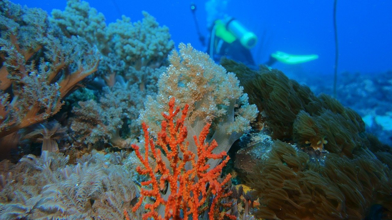 rafy koralowe